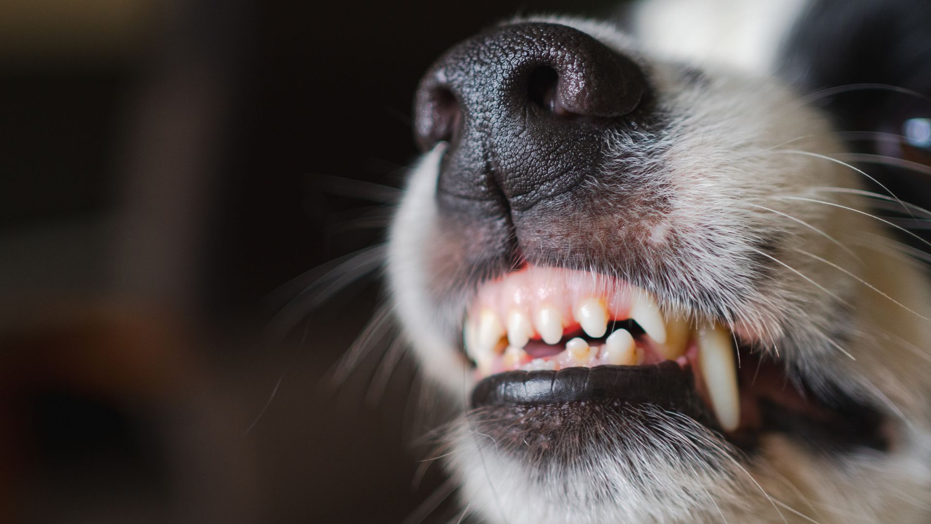 Deaths from dog bites surge more than 200% in a year, report shows