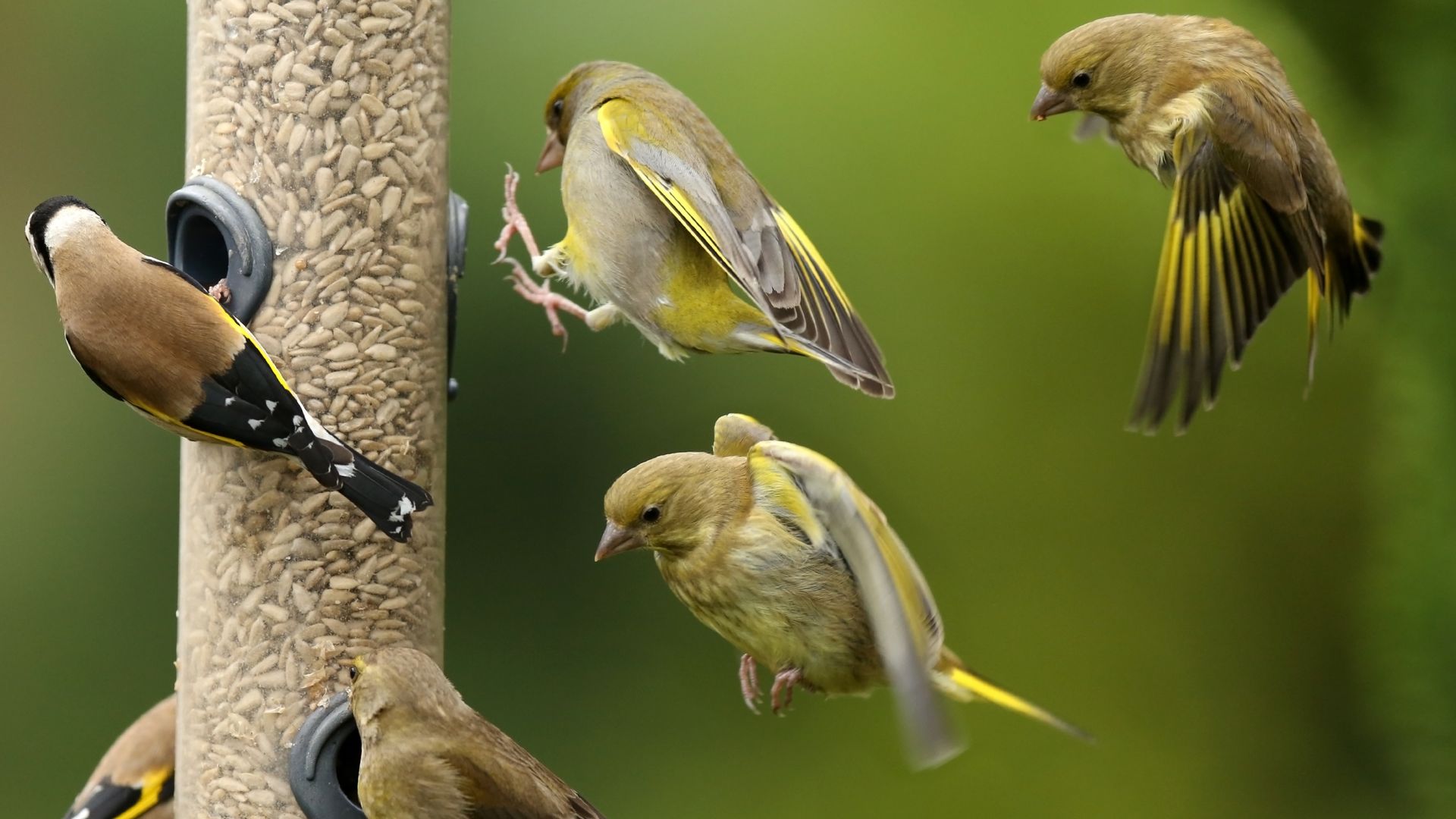 Feed the birds… just not in summer