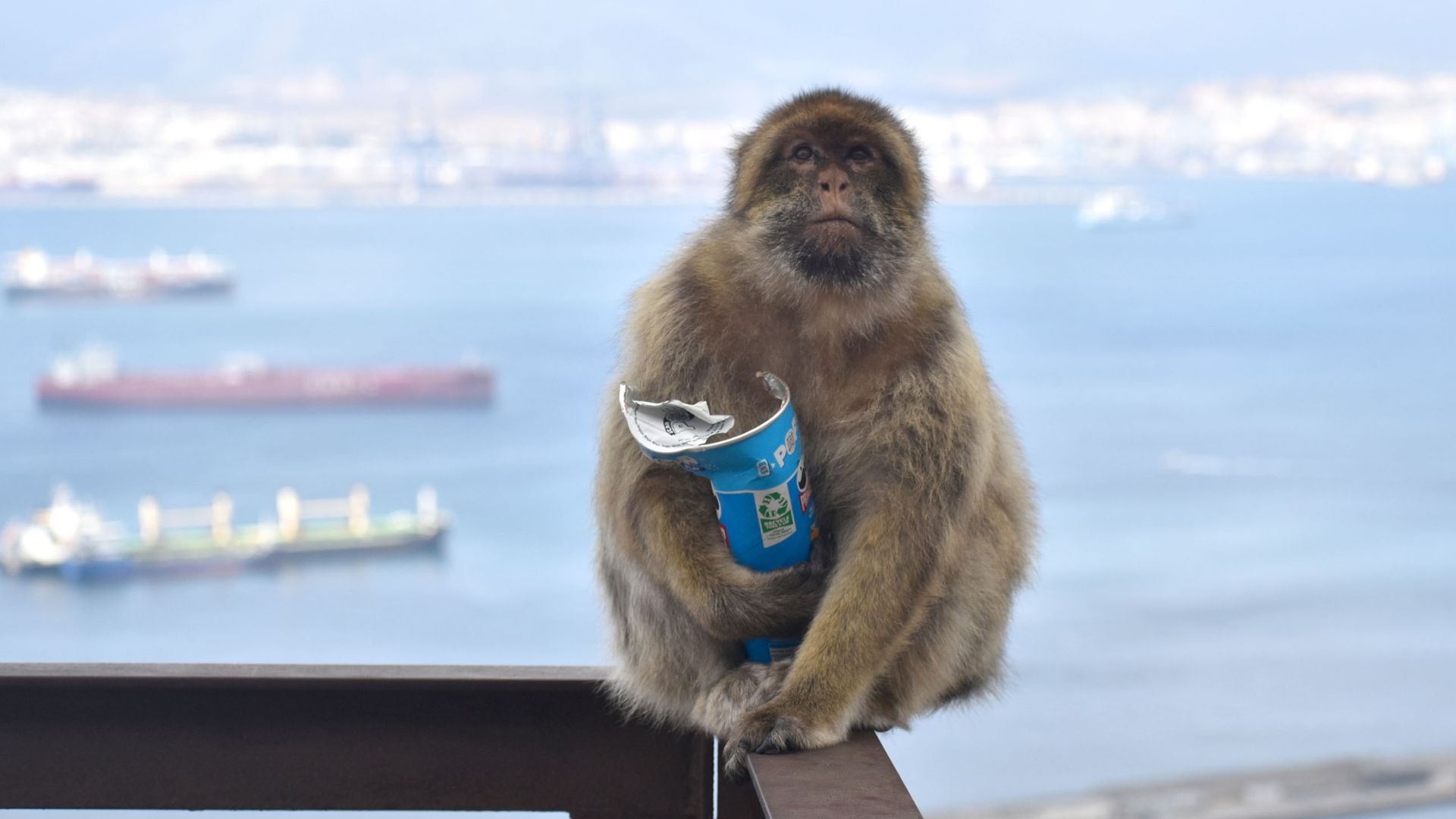 Monkeys eating soil to ‘settle upset stomachs from junk food’