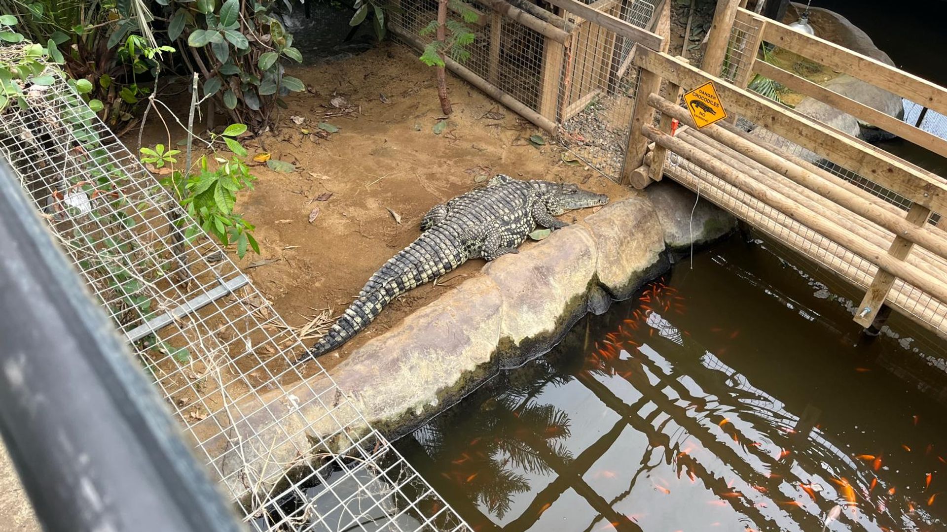 Boy, 3, seriously hurt in crocodile pen – with man ‘not known to him’ arrested for ‘attempted murder’