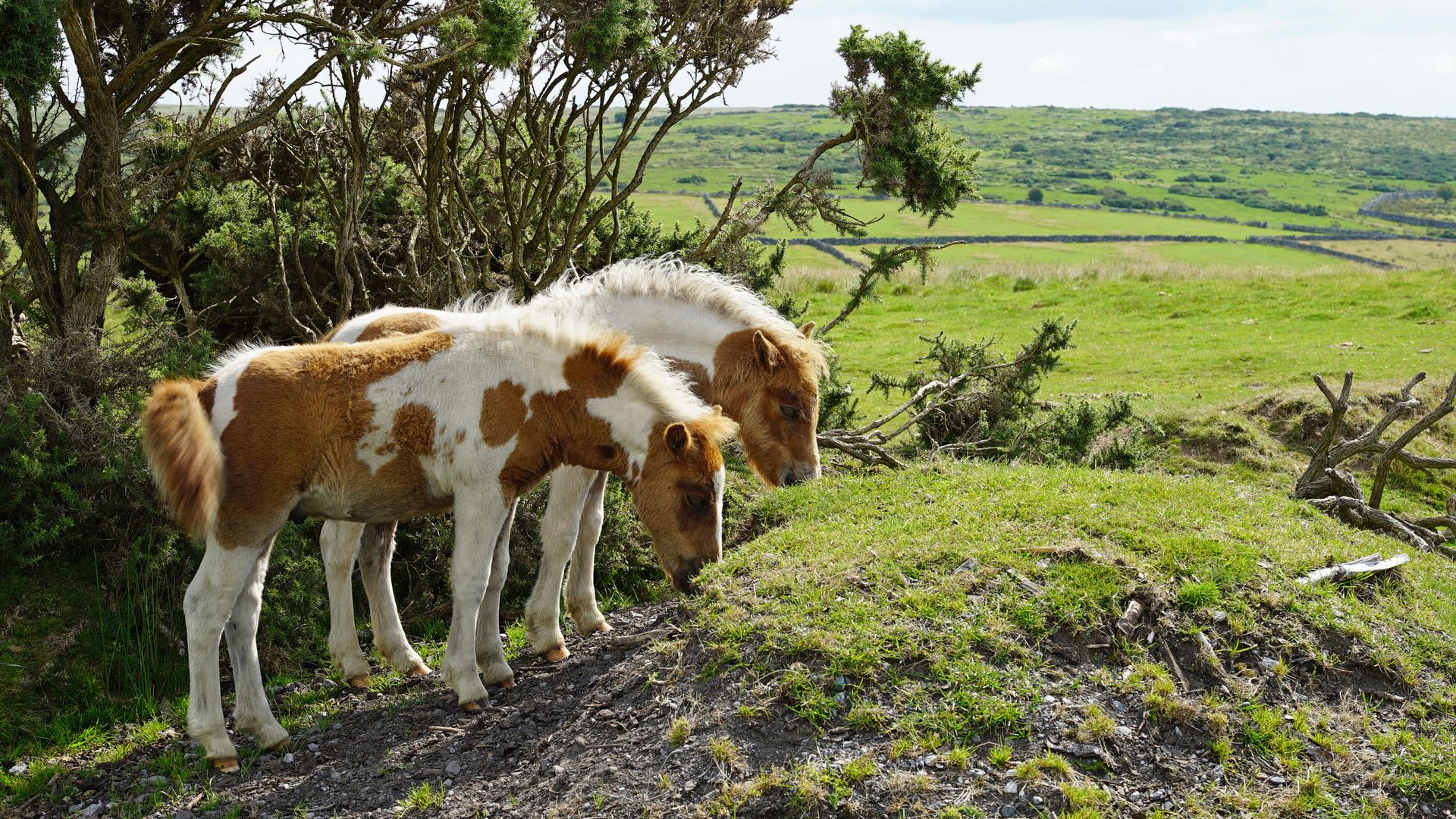 Fears Dartmoor ponies face cull due to biodiversity plans provoke row
