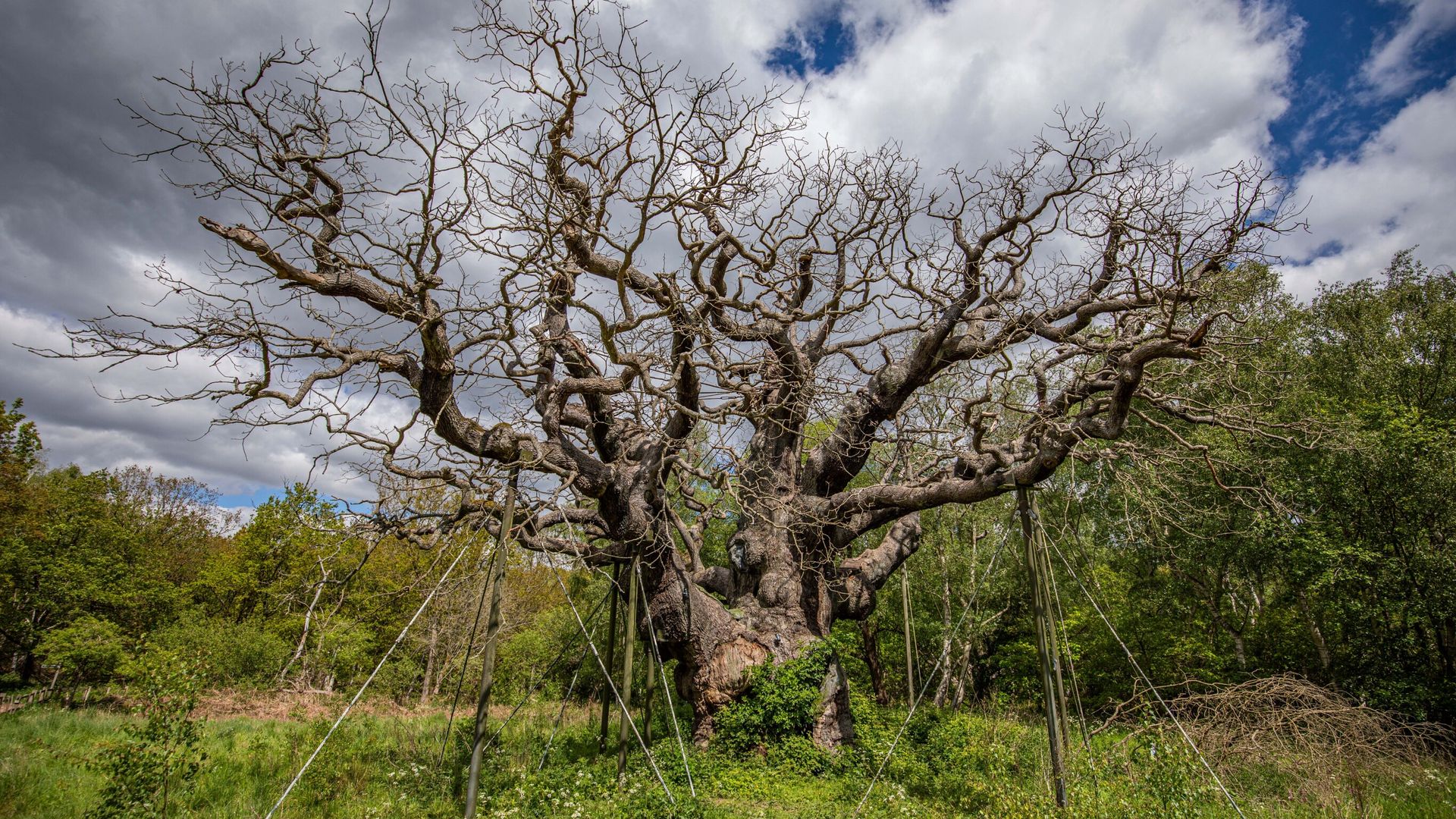 World-famous Robin Hood oak tree has died