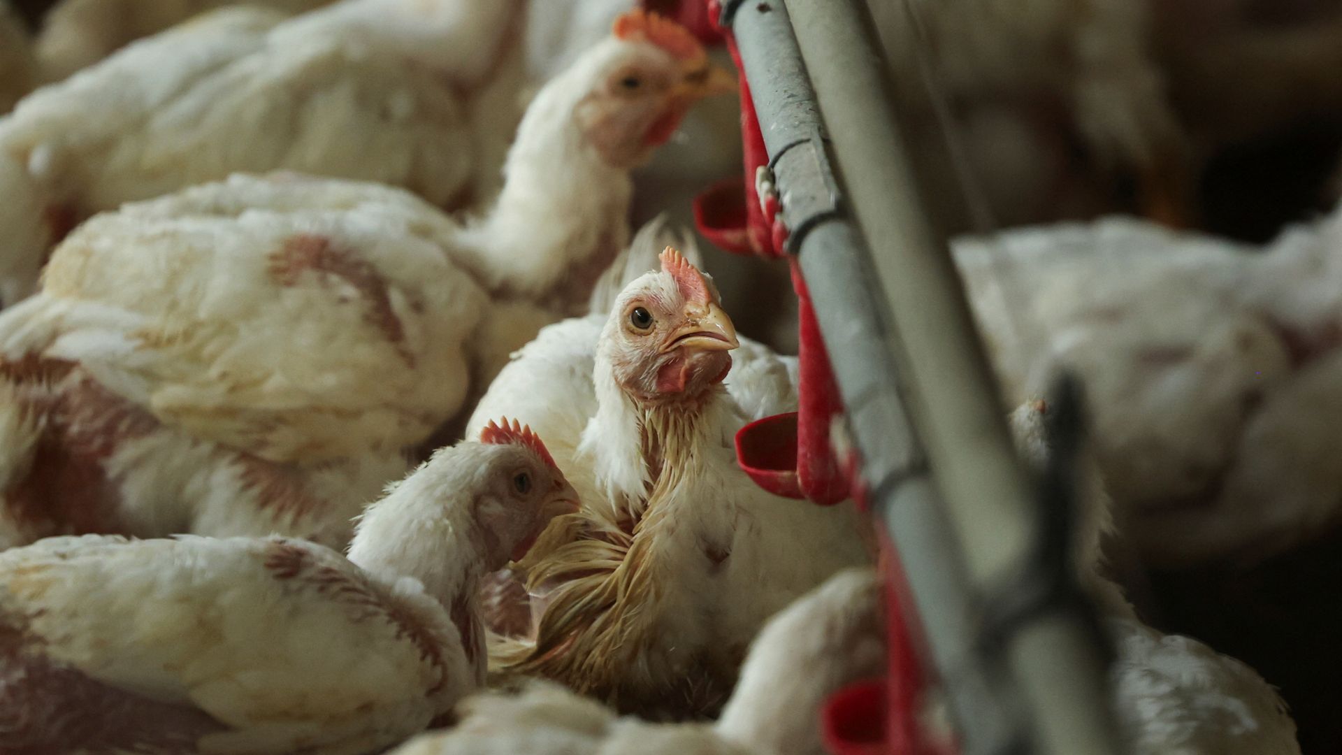 Poultry farming leads to 100-fold increase in food-poisoning bacteria, study finds
