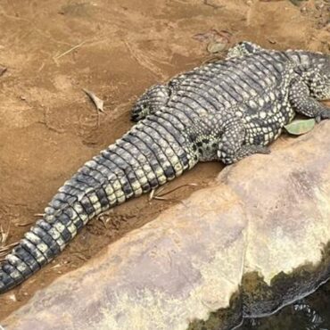 Probe into care of man arrested after boy injured in crocodile enclosure 