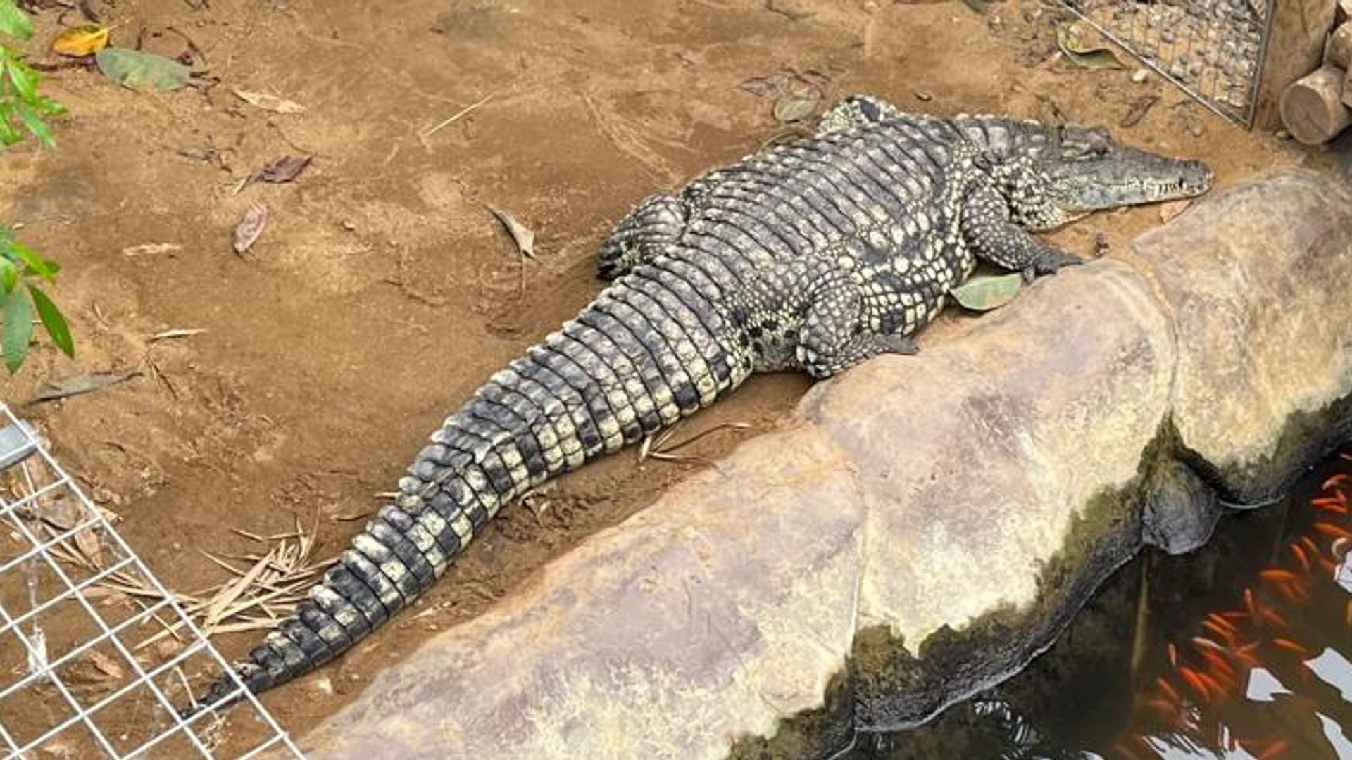 Probe into care of man arrested after boy injured in crocodile enclosure 