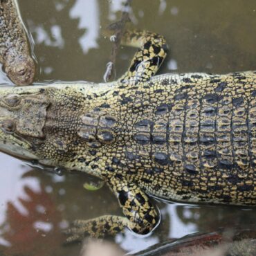 Parents of boy hurt in croc enclosure reveal extent of injuries after seven surgeries