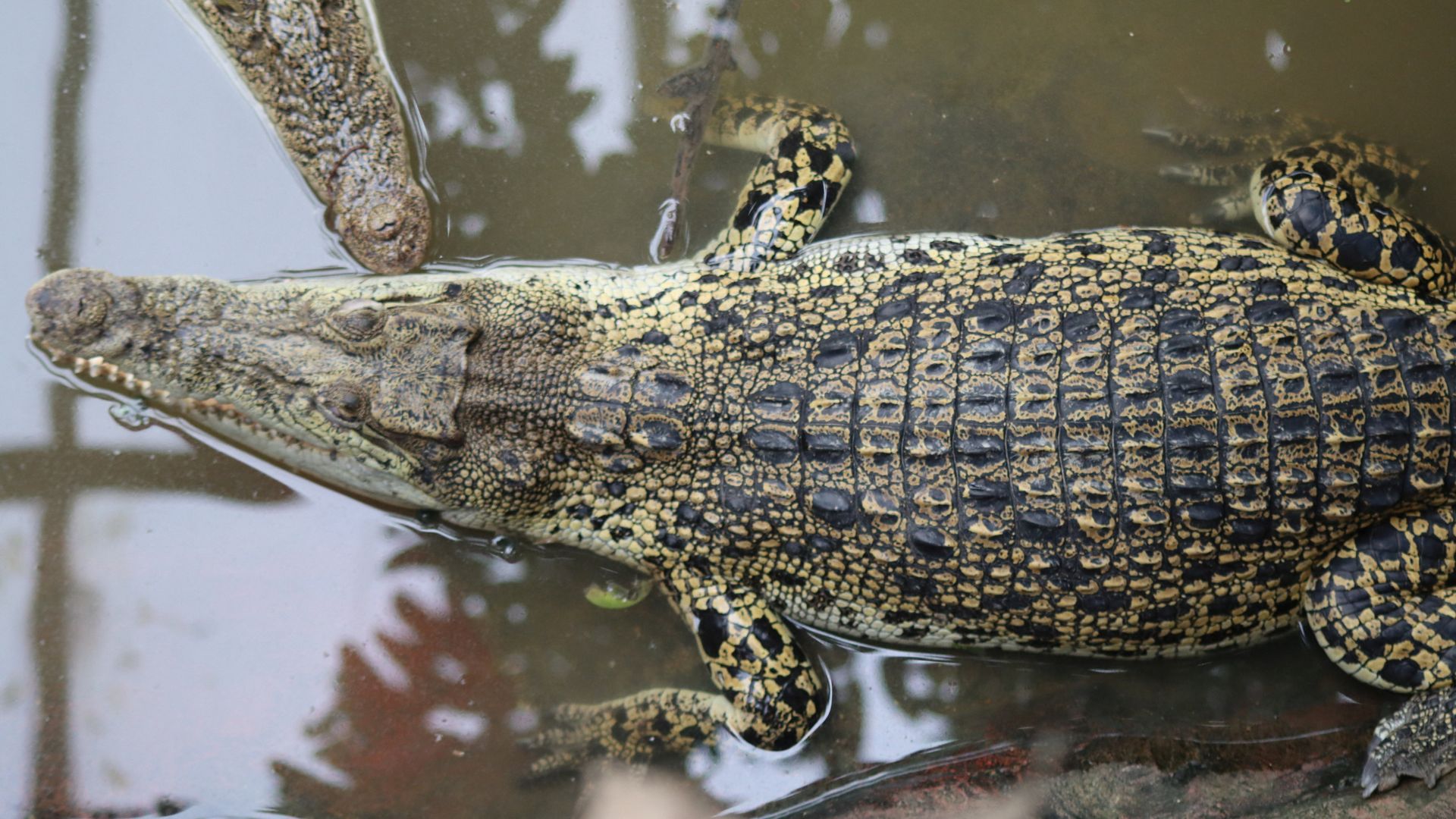 Boy, 3, seriously injured in zoo crocodile enclosure ‘undergoes five surgeries’