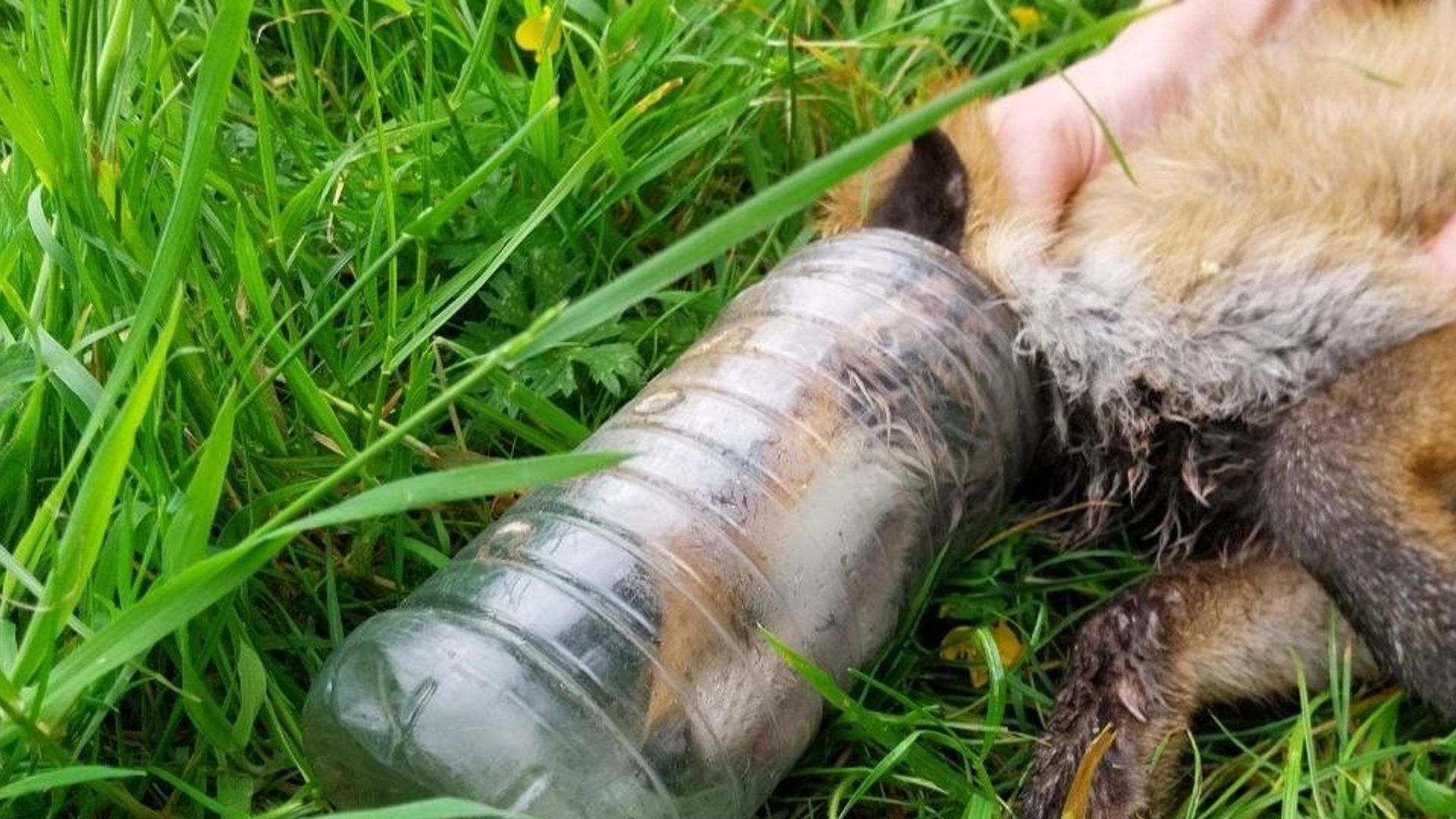 Fox rescued after spending days with head trapped in bottle