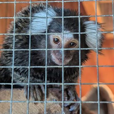 Monkey found abandoned in laundry bag on bus