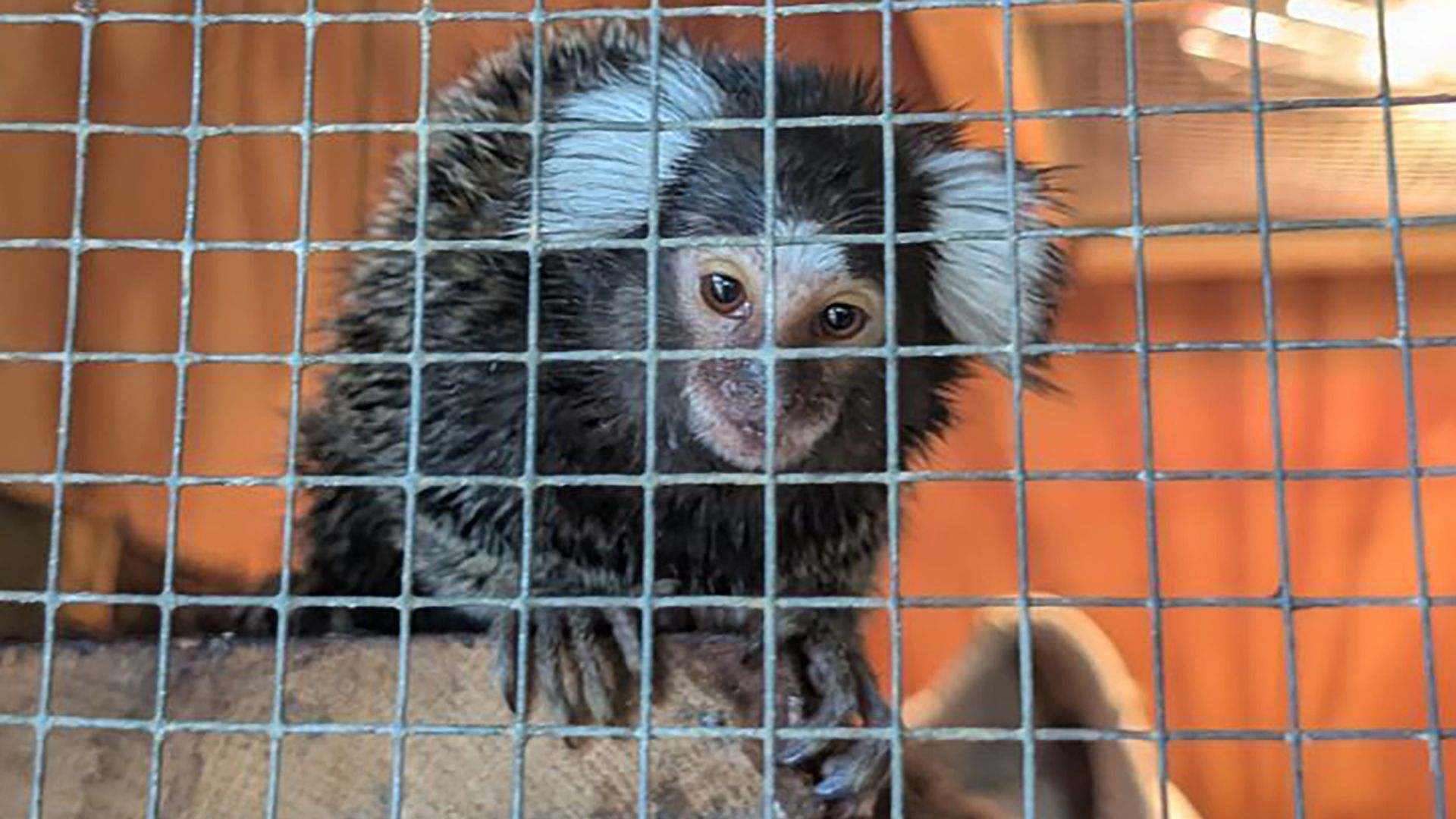 Reward offered after monkey found on London bus