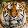 Yorkshire Wildlife Park to reopen after tiger attack