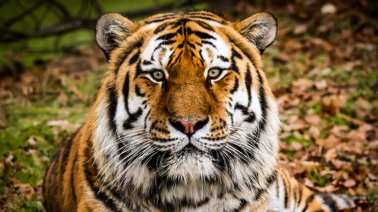 Yorkshire Wildlife Park to reopen after tiger attack