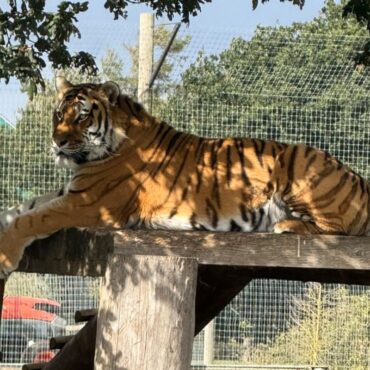 Man fatally attacked by tiger at UK wildlife park told animal to ‘stop being naughty’